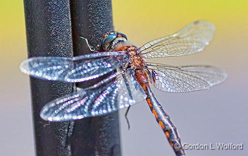Dragonfly_26911.jpg - Photographed at Smiths Falls, Ontario, Canada.
